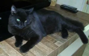 Gato raça SRD idade 7 a 11 meses nome Romeu