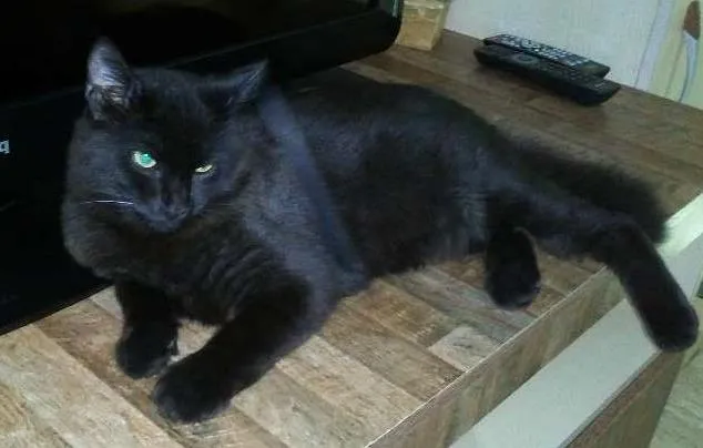 Gato ra a SRD idade 7 a 11 meses nome Romeu
