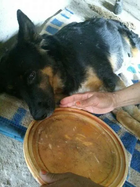 Cachorro ra a  idade  nome vitória