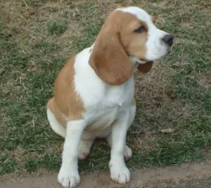 Cachorro raça Beagle idade 2 anos nome Ivy ( mas atende tb