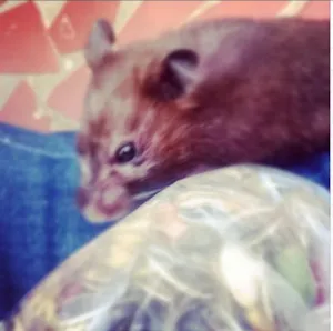 Gato raça Hamster idade 1 ano nome Darylina