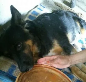 Cachorro raça  idade  nome vitória