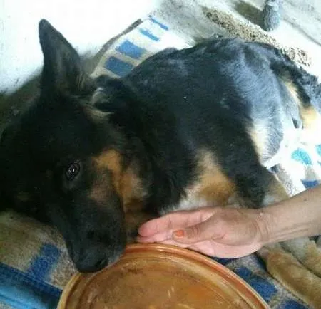 Cachorro ra a  idade  nome vitória