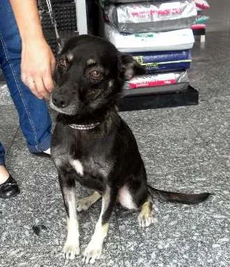 Cachorro ra a SRD idade 2 anos nome OLGA