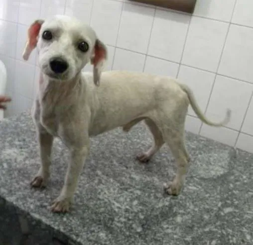 Cachorro ra a Poodle idade 3 anos nome TICO