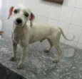 TICO