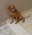 sapeka-92507723