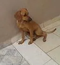 Cachorro ra a misturada idade 2 a 6 meses nome sapeka-92507723