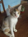 Gatinha