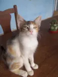 Gatinha