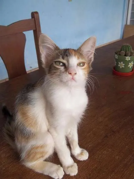 Gato ra a SRD idade  nome Gatinha