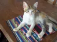 Gatinha