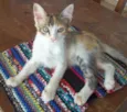 Gatinha