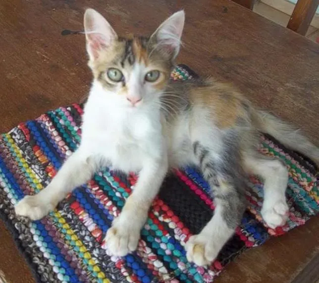 Gato ra a SRD idade  nome Gatinha