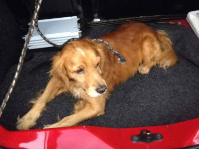 Cachorro ra a Cocker idade 2 anos nome nao sei