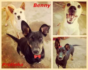 Cachorro raça SRD idade 6 ou mais anos nome Benny & Pretinha