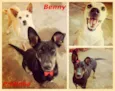 Cachorro raça SRD idade 6 ou mais anos nome Benny & Pretinha