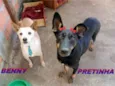 Cachorro raça SRD idade 6 ou mais anos nome Benny & Pretinha