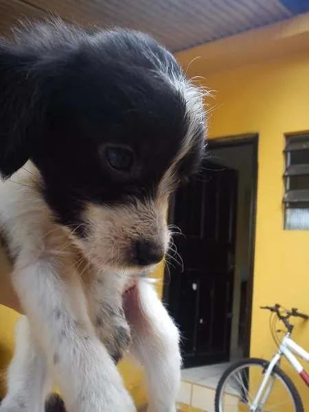 Cachorro ra a vira lata com lhasa idade 2 a 6 meses nome  " Natasha"