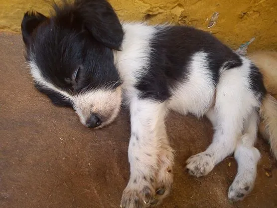 Cachorro ra a vira lata com lhasa idade 2 a 6 meses nome  " Natasha"