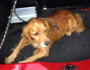 Cachorro raça Cocker idade 2 anos nome nao sei