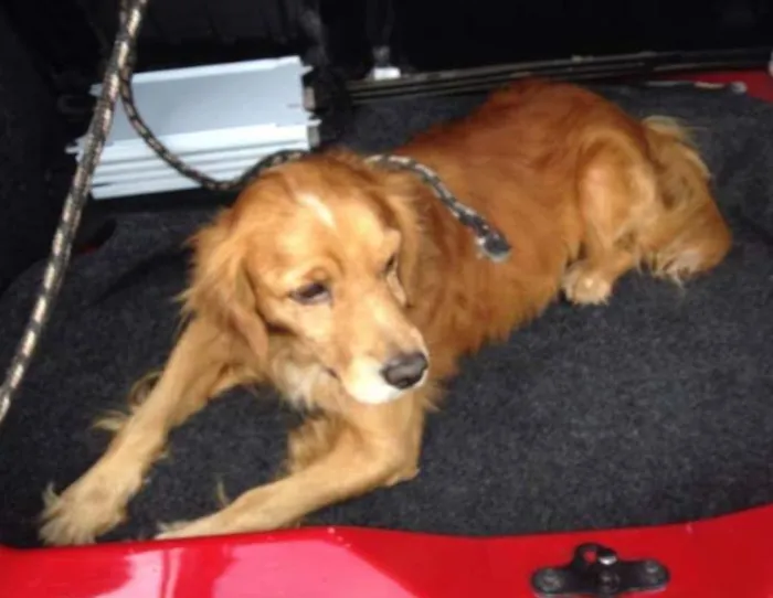 Cachorro ra a Cocker idade 2 anos nome nao sei