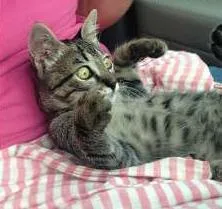 Gato raça SRD idade  nome Martina Margarina