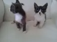 jimmy e ghefy