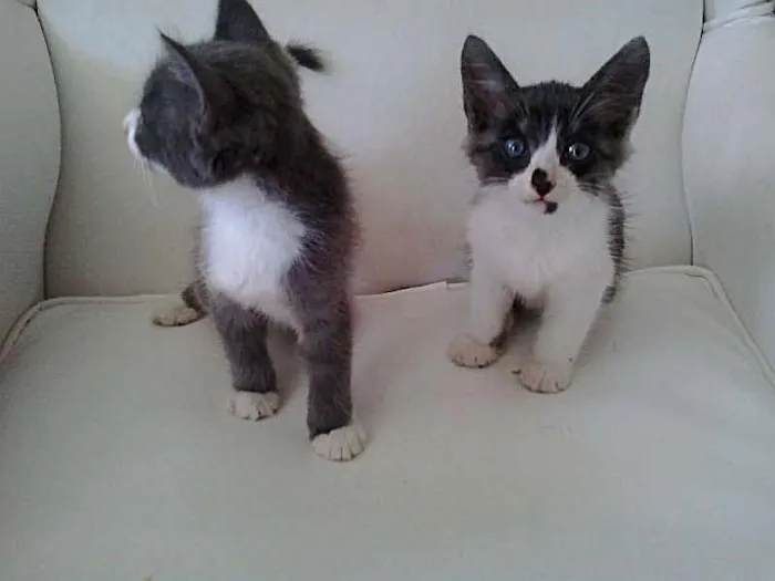 Gato raça nao sei idade 2 a 6 meses nome jimmy e ghefy