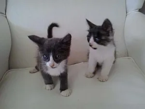 Gato raça nao sei idade 2 a 6 meses nome jimmy e ghefy