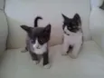 jimmy e ghefy