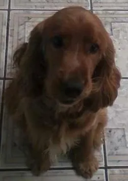 Cachorro ra a Cocker idade 2 anos nome Jhoby
