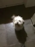 Floquinho