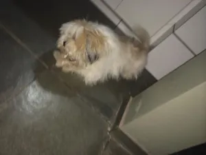 Cachorro raça Lhasa Apso idade 2 anos nome Floquinho