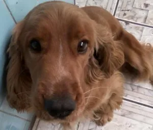 Cachorro raça Cocker idade 2 anos nome Jhoby
