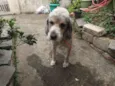 varios