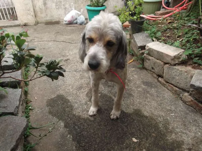 Cachorro ra a srd idade  nome varios