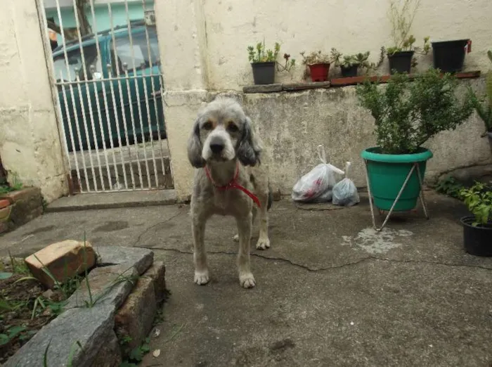 Cachorro ra a srd idade  nome varios