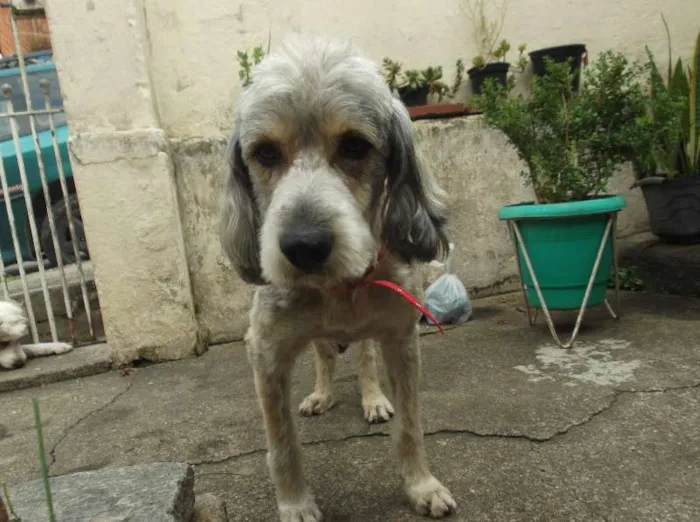 Cachorro ra a srd idade  nome varios