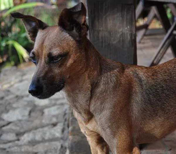 Cachorro ra a SRD idade 2 anos nome kika