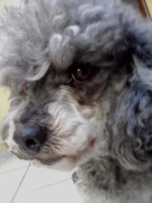 Cachorro raça Poodle idade 6 ou mais anos nome Preta