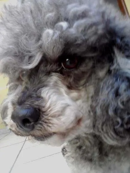 Cachorro ra a Poodle idade 6 ou mais anos nome Preta
