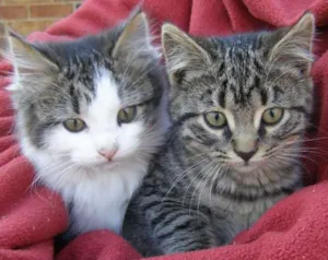 Gato raça indefinida idade Abaixo de 2 meses nome indefinido