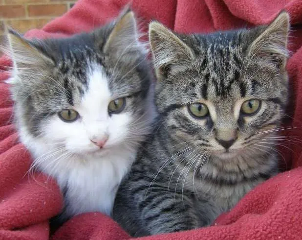 Gato ra a indefinida idade Abaixo de 2 meses nome indefinido