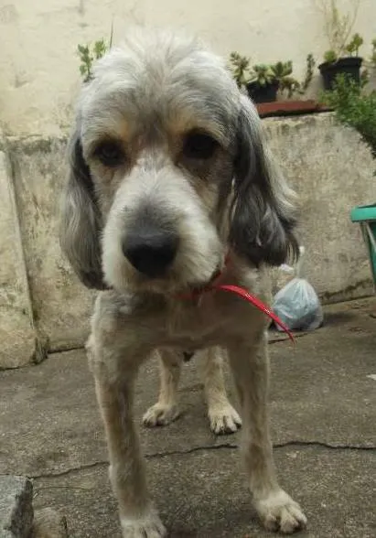 Cachorro ra a srd idade  nome varios