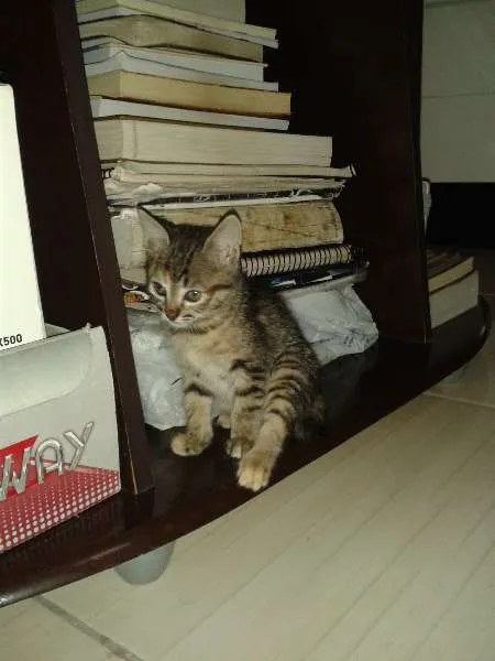 Gato ra a  idade 2 a 6 meses nome Miss