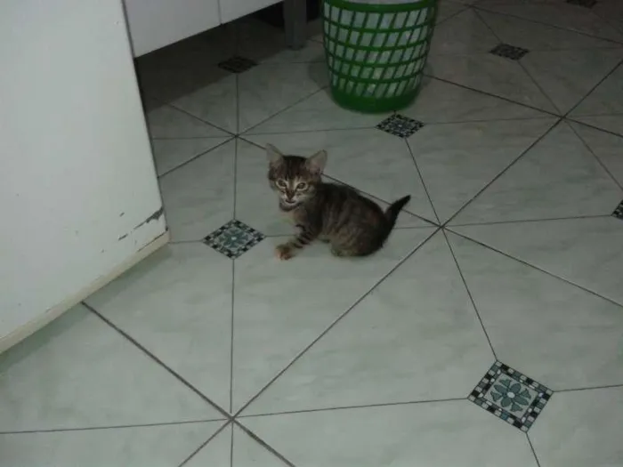 Gato ra a  idade 2 a 6 meses nome Miss