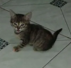 Gato ra a  idade 2 a 6 meses nome Miss