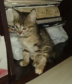 Gato ra a  idade 2 a 6 meses nome Miss