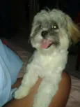 MALU